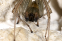 La Cheiracanthe. Un mle (Araneae - Cheiracanthiidae - Cheiracanthium mildei)